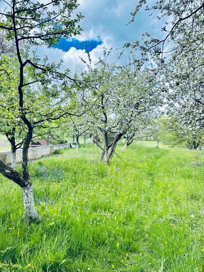 Casa Bunicilor Villa Colonia Sase Martie Eksteriør bilde